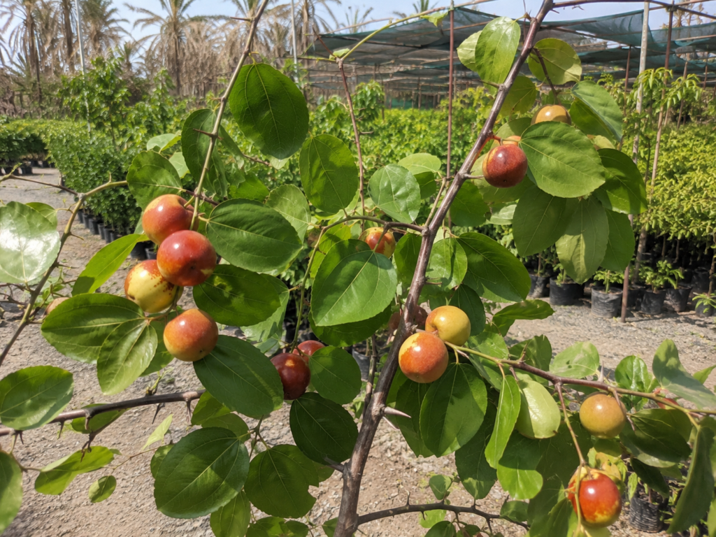 سدر — 4 أصناف 2