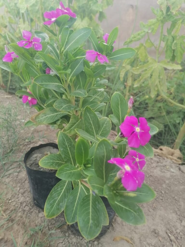 عين البزون