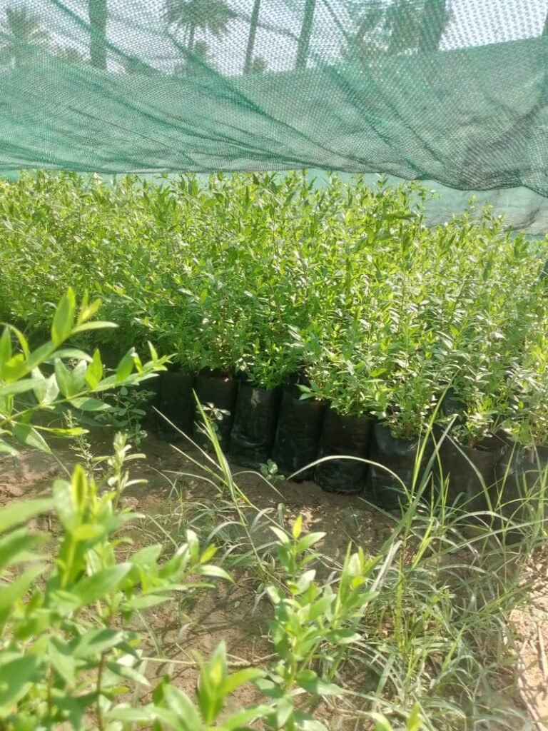 ياس عراقي 3