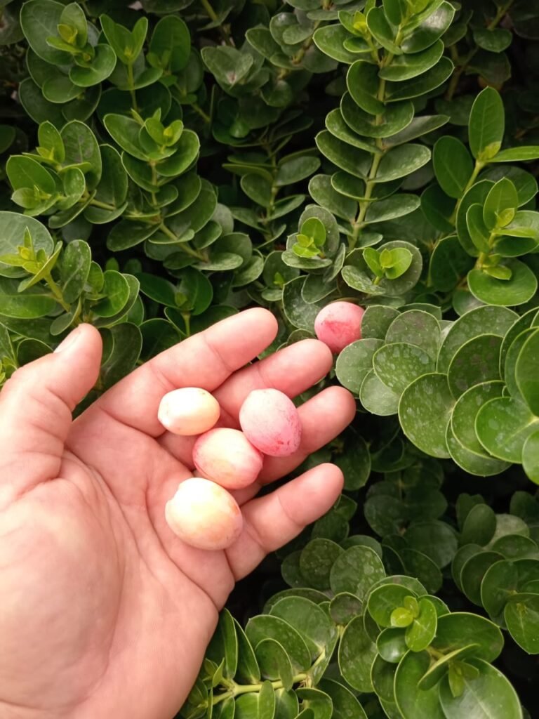 كاريزيا الحجم الوسط 4