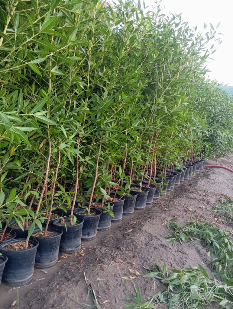شجرة الكاربس Carpinus betulus