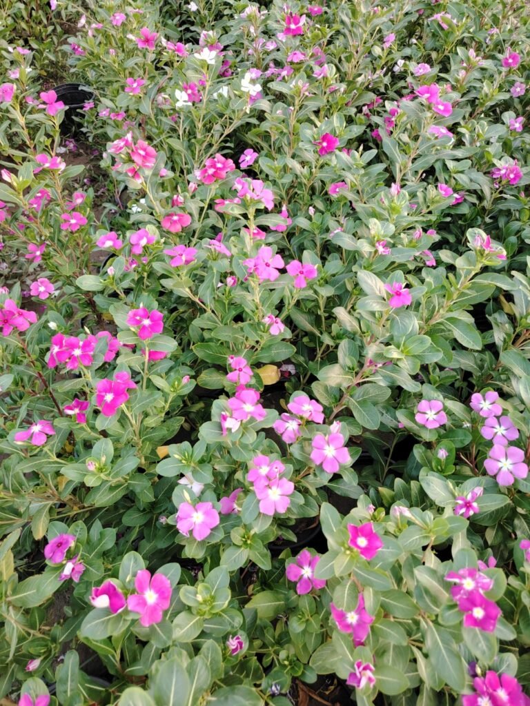 🌿 عين البزون 2