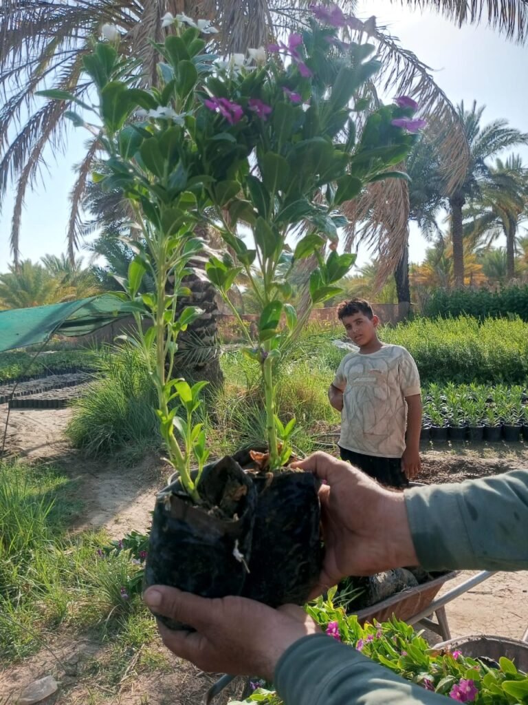 🌿 عين البزون 3