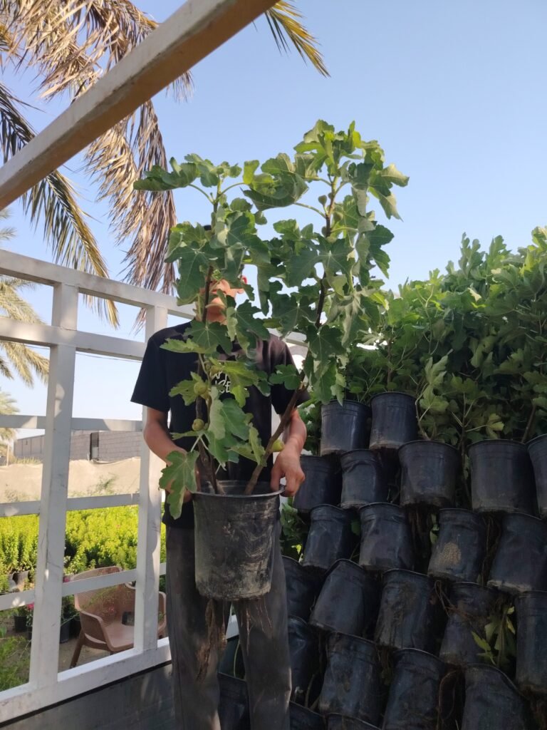تين العبيد السعودي 2