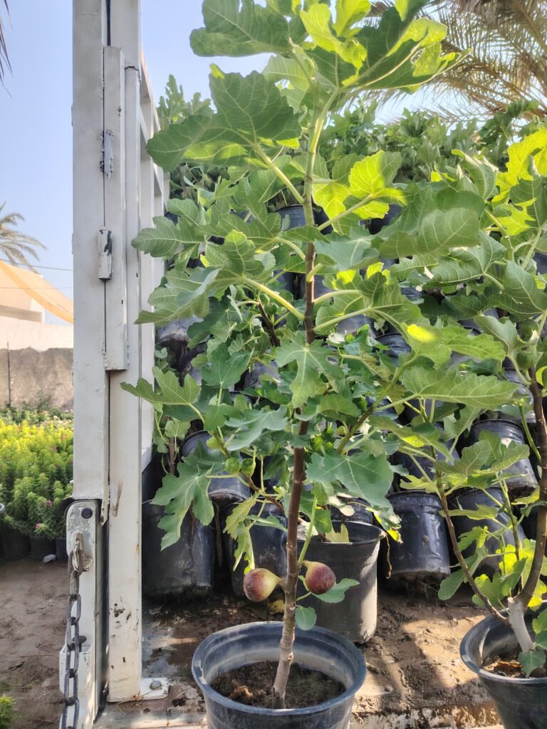 تين العبيد السعودي