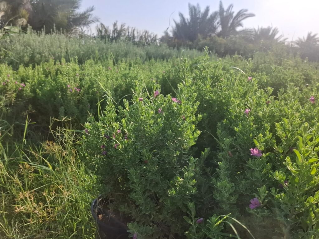 حارس تكساس الاخضر