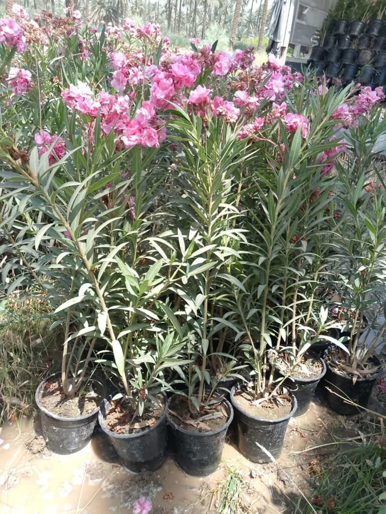 دفلة عراقية
