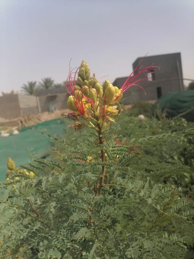 شارب الملك Caesalpinia 2