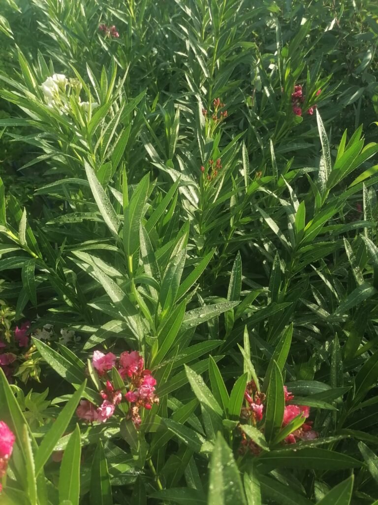 دفلة عراقي 2