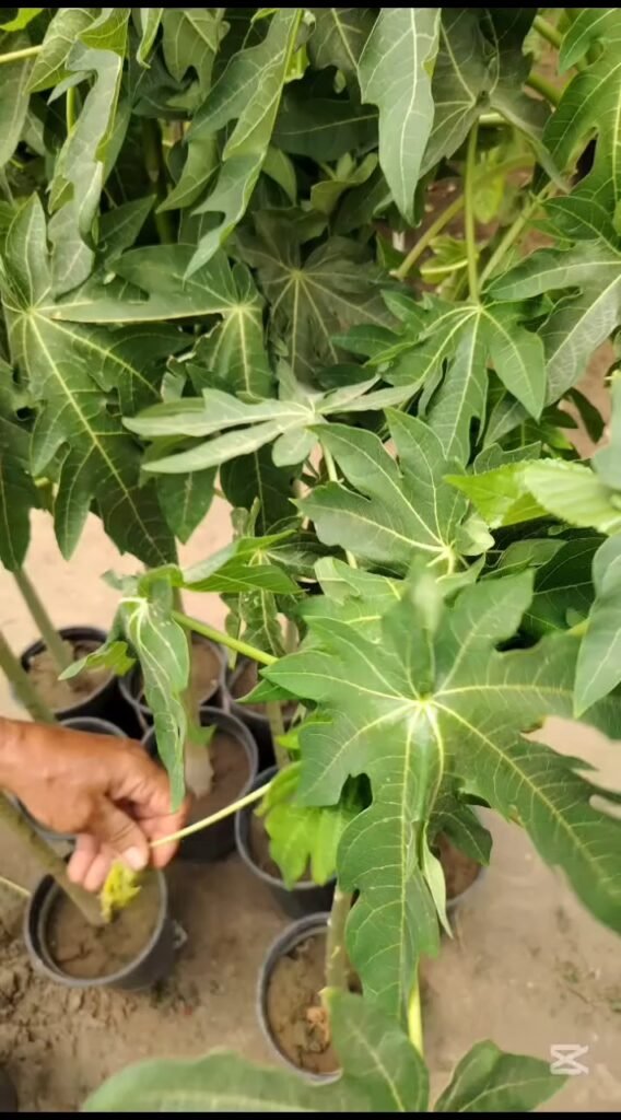 بابايا 5