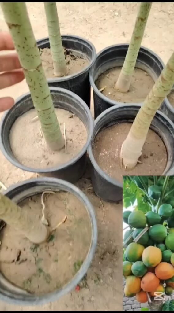 بابايا 2
