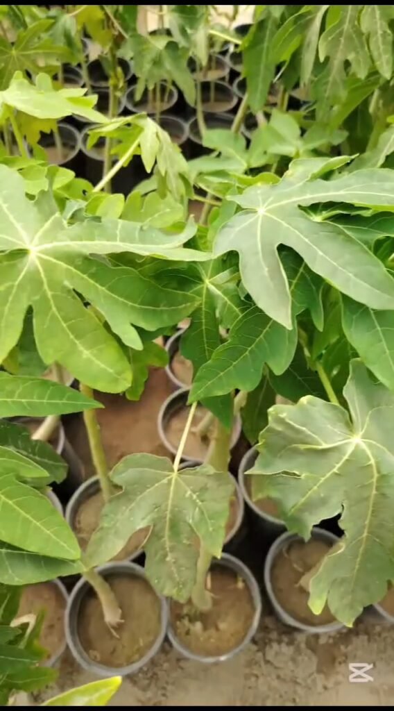 بابايا 3
