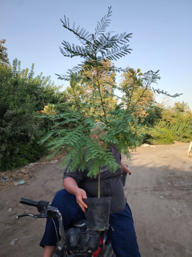 شارب الملك Caesalpinia