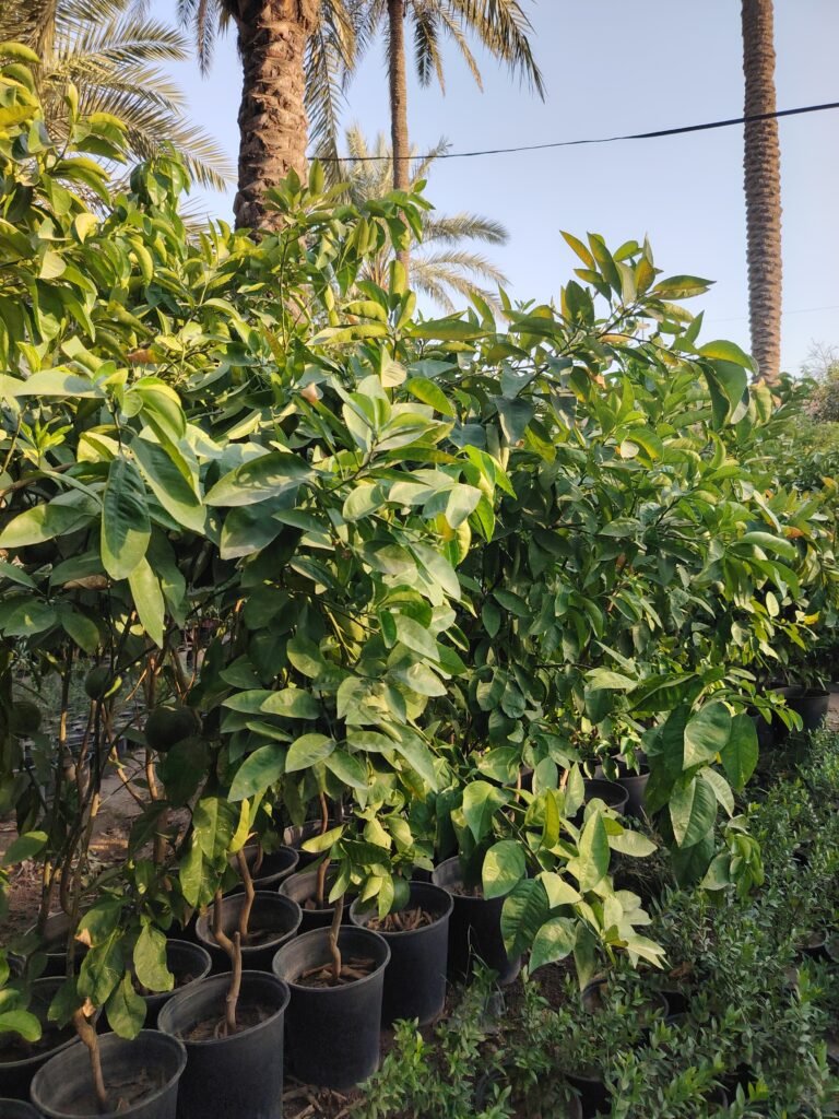 كريب فوت Grapefruit
