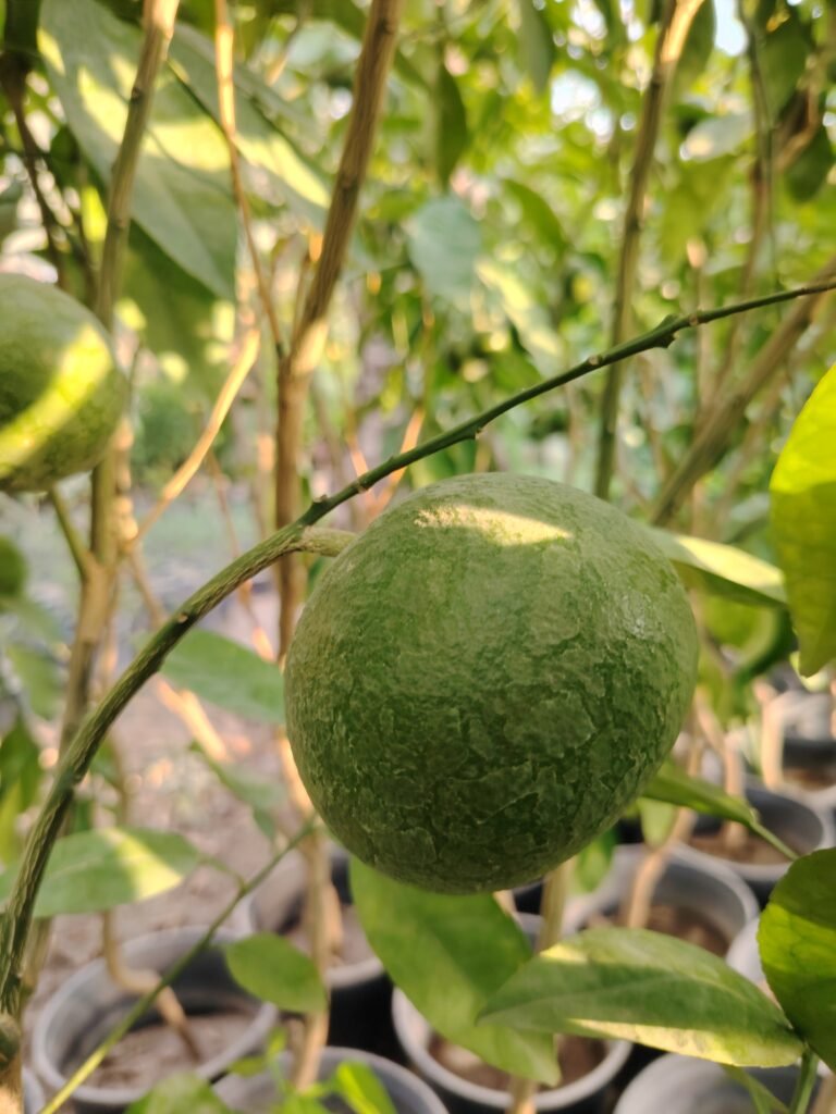 كريب فوت Grapefruit 4