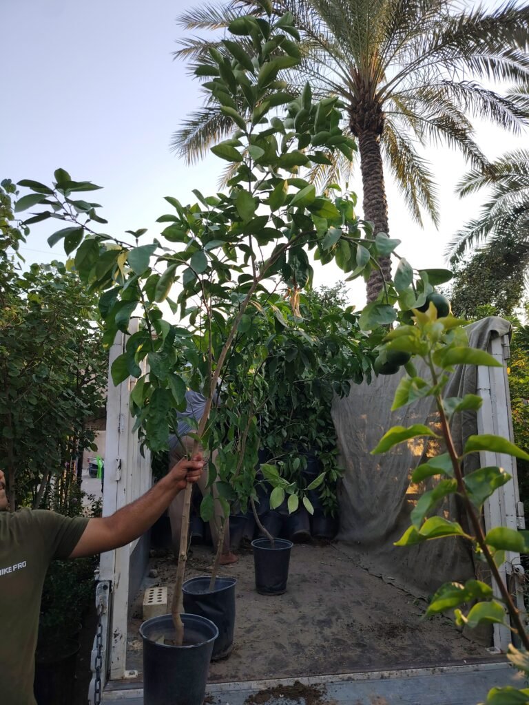 كريب فوت Grapefruit 5
