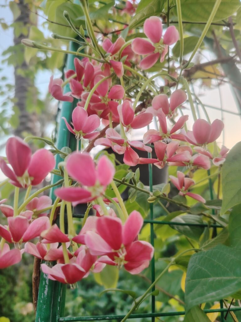 قوس ياسمين متسلق عطري 2