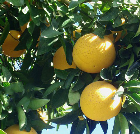 كريب فوت Grapefruit بعد الزراعة