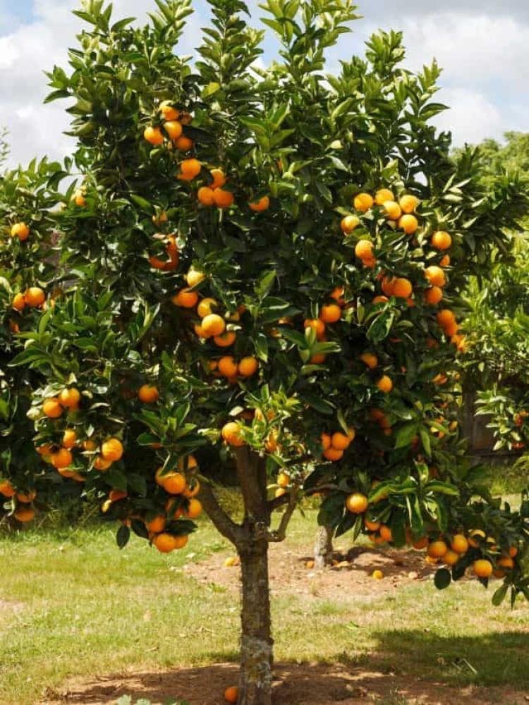 كريب فوت Grapefruit بعد الزراعة