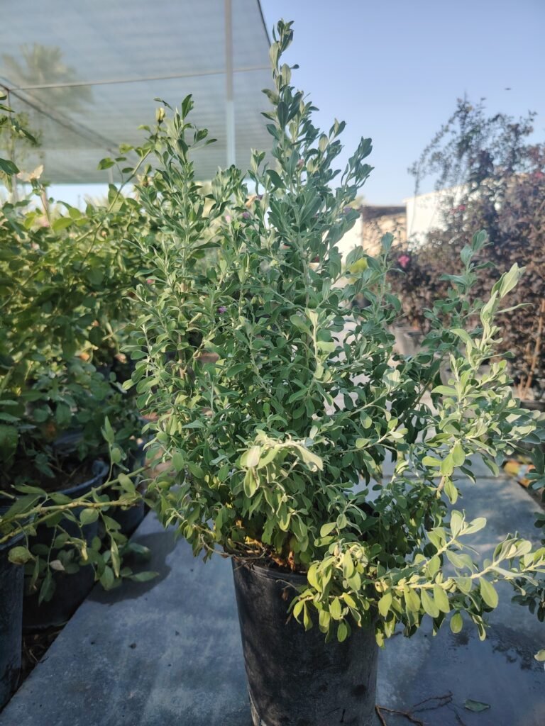 حارس تكساس الاخضر Caesalpinia