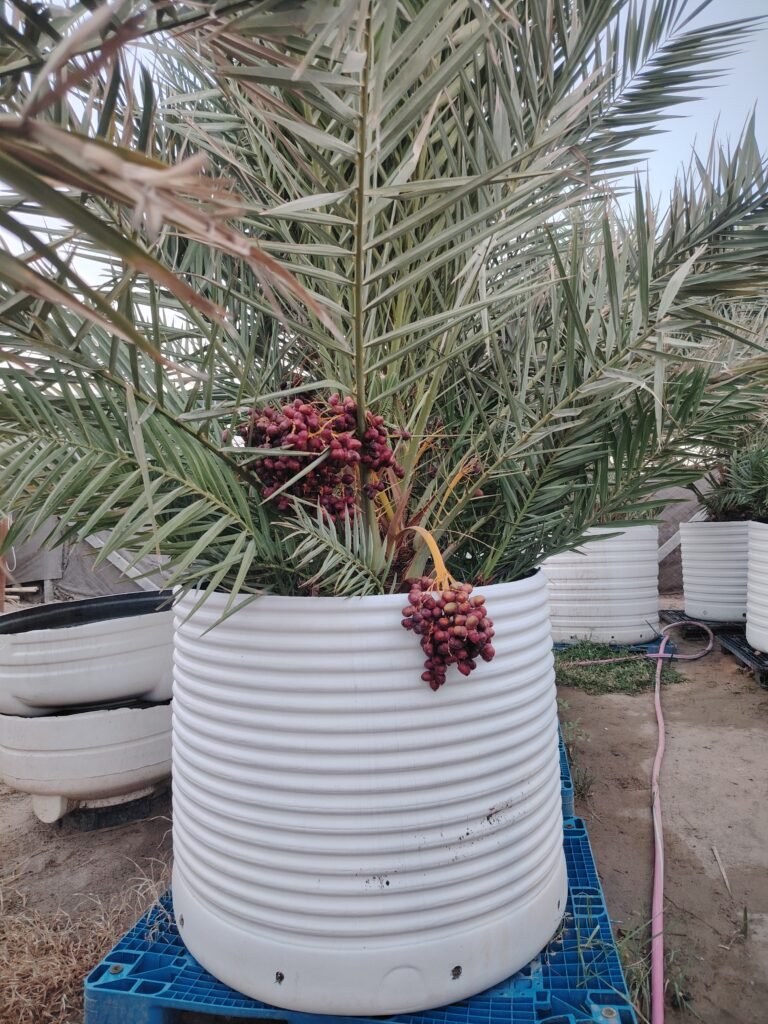 قرنفلي