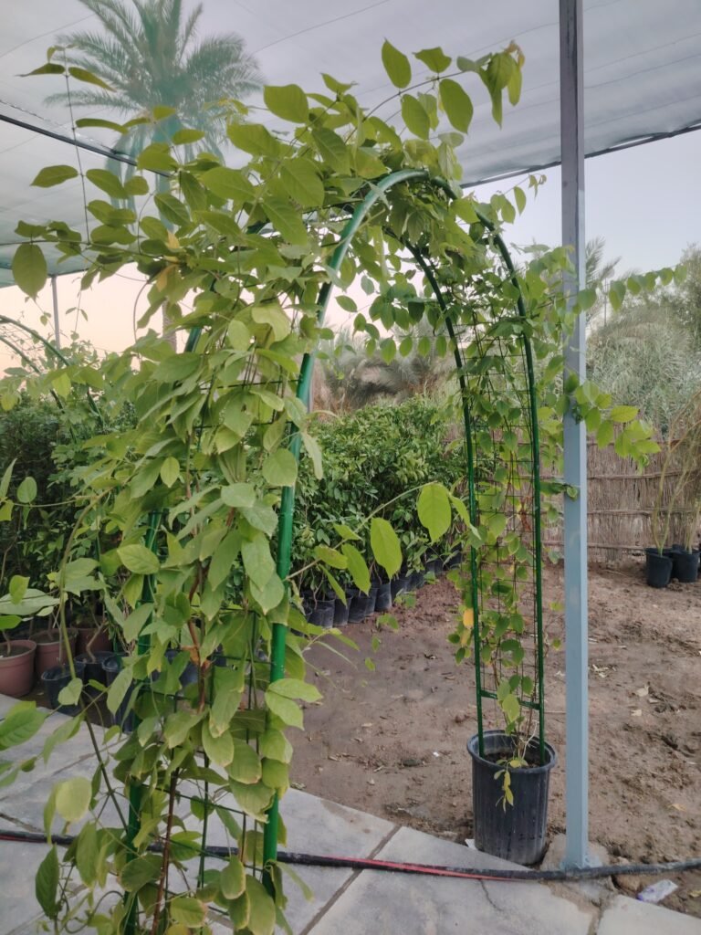 قوس ياسمين متسلق عطري