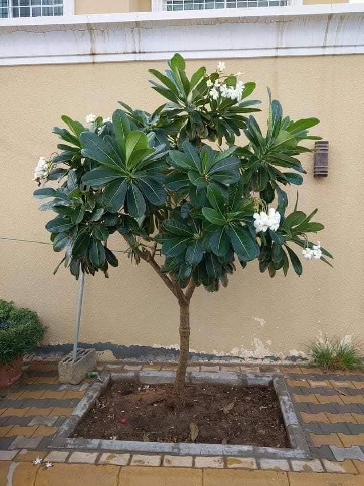 الياسمين الهندي الشجيري (فتنه) بعد الزراعة