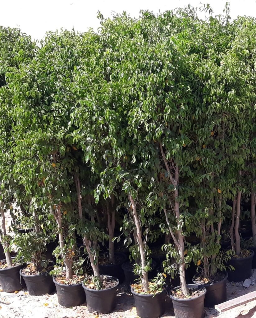 بنجامينا