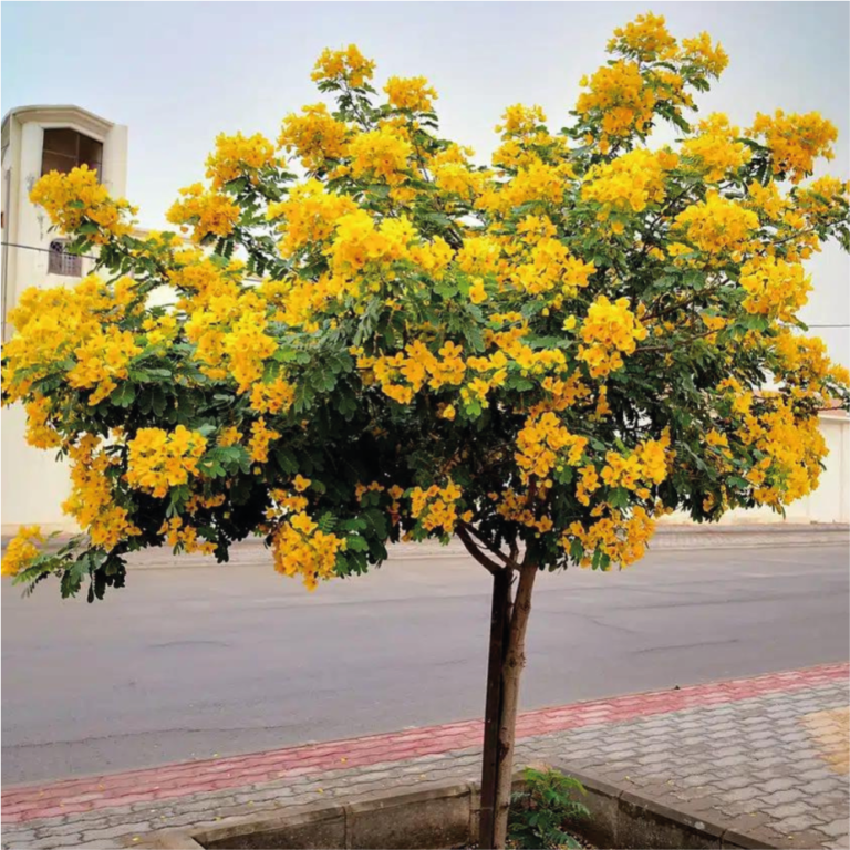اكاسيا مصري 32 بعد الزراعة