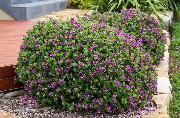 حارس تكساس الاخضر Caesalpinia بعد الزراعة