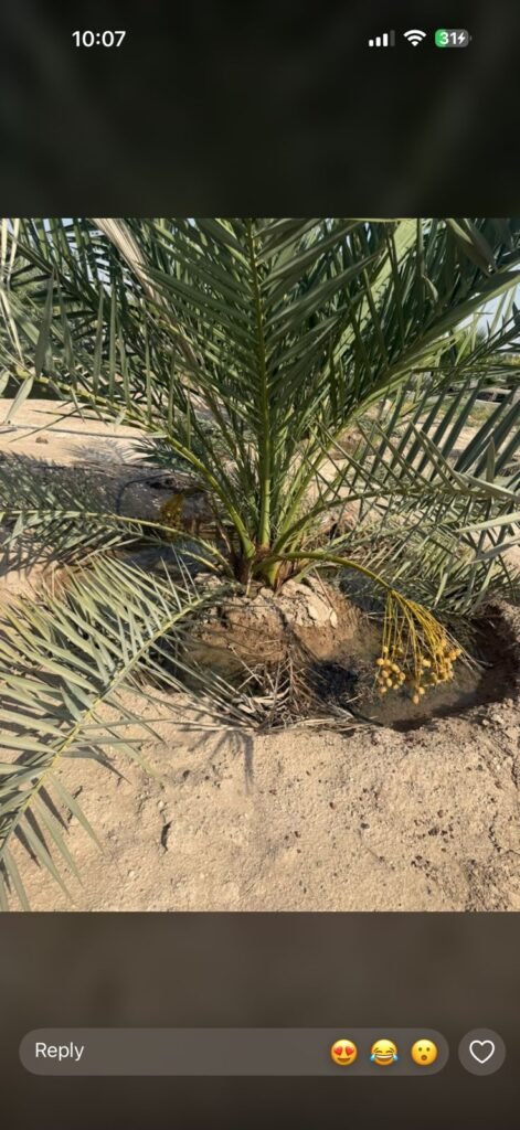 برحي عمر 4 سنة