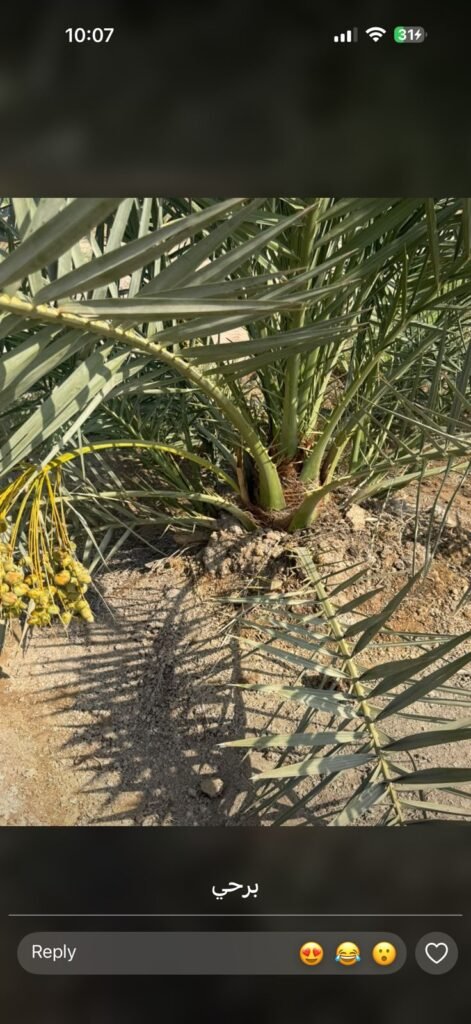 برحي عمر 4 سنة 2