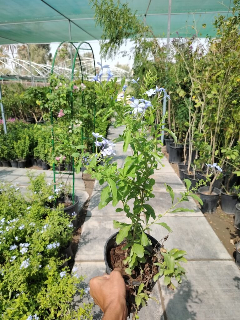ياسمين هندي ازرق 2