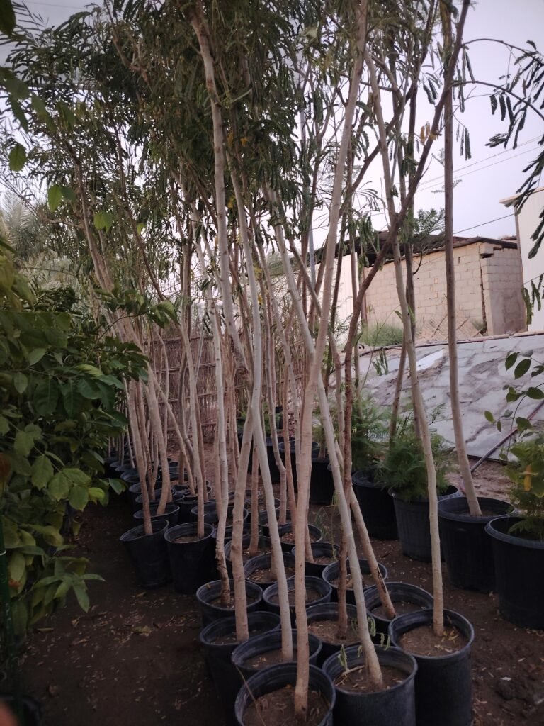 البيزيا ليبك (ذقن الباشا) Albizia lebbeck) 🌳
