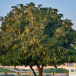 البيزيا ليبك (ذقن الباشا) Albizia lebbeck) 🌳 بعد الزراعة