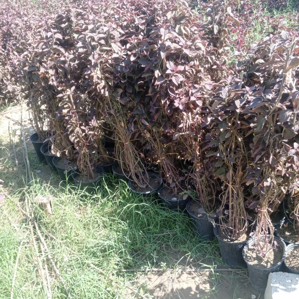 دم العاشق