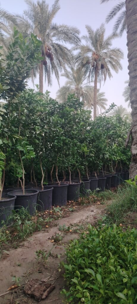 برتقال عراقي 5 سنة