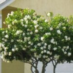 كاردينا حجم وسط 26 بعد الزراعة