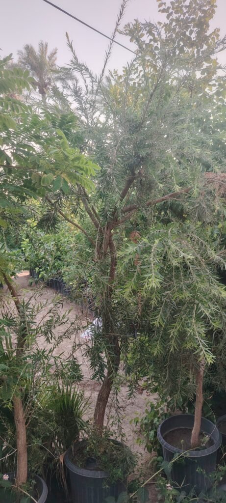 فرشة الزجاج كبير 2