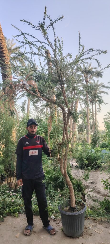 فرشة الزجاج كبير
