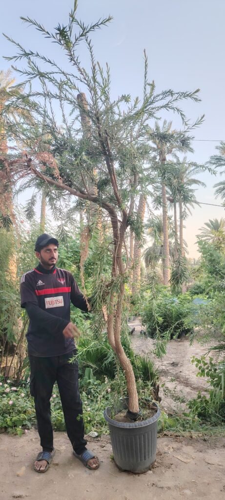 فرشة الزجاج كبير 3