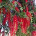 فرشة الزجاج كبير بعد الزراعة
