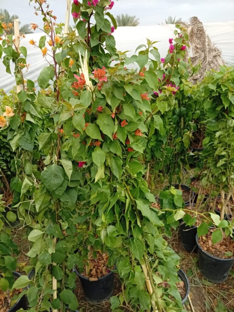 جهنمي متسلق سندان 26 2