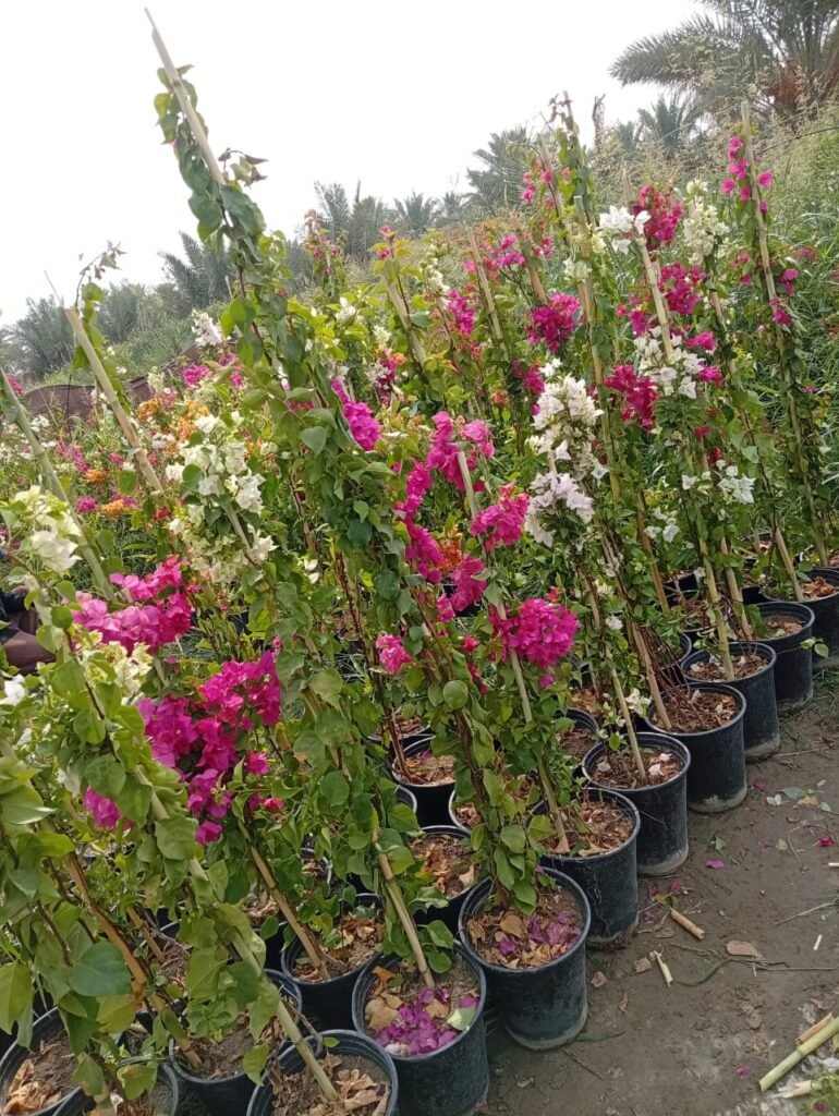 جهنمي متسلق سندان 26