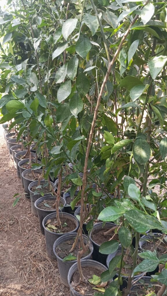 رارنج مطعم 3