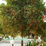 رارنج مطعم بعد الزراعة