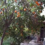 رارنج مطعم بعد الزراعة